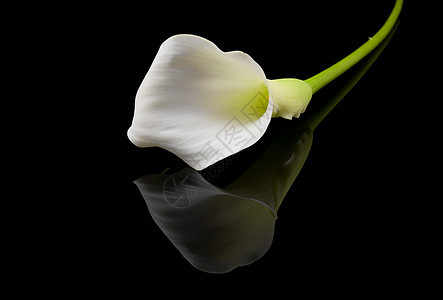 美丽的白色Calla百合花投标花园花束植物反射黑色镜像新娘红色叶子图片