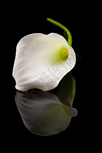 美丽的白色Calla Lilly绿色投标花朵花束植物季节性树叶花园背景红色图片