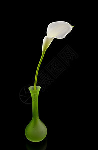 绿色花瓶中美丽的白色Calla Lilly投标季节性背景花朵植物树叶植物学反射花园镜像图片