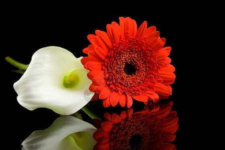 白卡拉和红色Gerber花花植物学黑色美丽植物叶子新娘季节性反射镜像花束图片