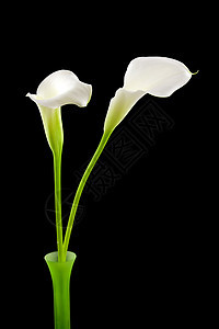 绿色花瓶中美丽的白色Calla Lilly植物植物学红色黑色季节性花园新娘花朵背景叶子图片