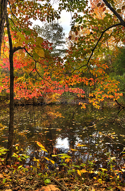 秋季反思风景活力树叶反射树木池塘橙子红色季节绿色图片