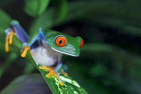 红眼树蛙宏观绿色两栖丛林热带叶子动物红色眼睛野生动物图片