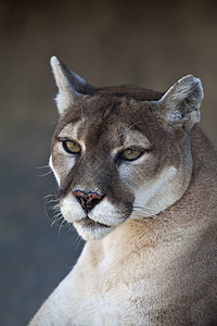 山狮狮子猫科野生动物食肉哺乳动物动物捕食者图片