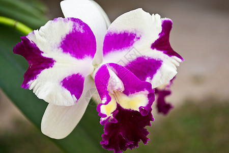 兰花季节宏观植物学礼物藤蔓紫色美丽花园花瓣植物群图片