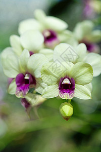 特写兰花花瓣粉色花束展示植物学黄色紫色植物绿色礼物图片