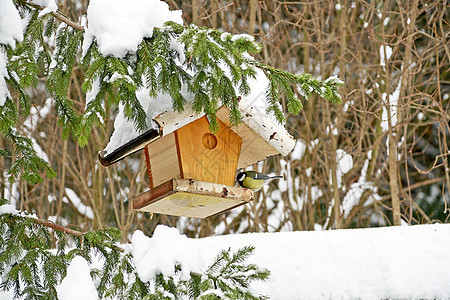 鸟类饲料鸟山雀花园羽毛鸟器动物白色松树季节黄色食物图片