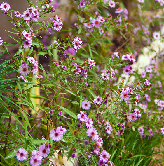 野外开花的多彩无花的野花图片