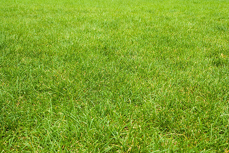 高尔夫球场绿色草质草皮生态生长草地植物学植物环境季节场地草原图片