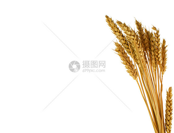 白上孤立的小麦植物黄色框架饮食谷类庄稼产品种子谷物白色金子图片