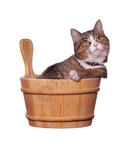 在木碗中的可爱猫图片