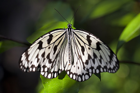 纸张 Kite 蝴蝶水平动物昆虫翅膀宏观热带野生动物风筝叶子意念图片