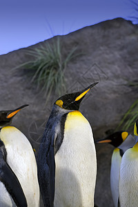 企鹅王野生动物殖民地动物团体图片