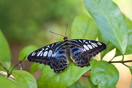Clipper 蝴蝶树叶翅膀水平宏观紫色热带昆虫绿色野生动物动物图片
