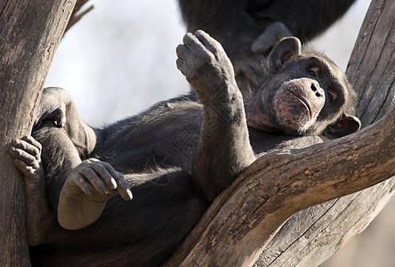 黑猩猩哺乳动物濒危水平野生动物灵长类动物园动物图片