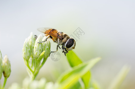 性质中的鲜花文件苍蝇翅膀昆虫宏观野生动物黄色水果花蝇图片