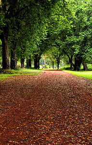 在一个园圃中的公路上叶子森林红色环境季节公园小路国家乡村绿色图片