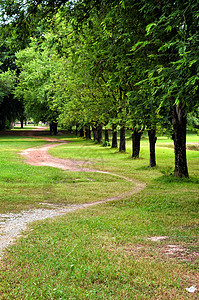 在一个园圃中国家小路场地绿色公园森林植物花园环境季节图片