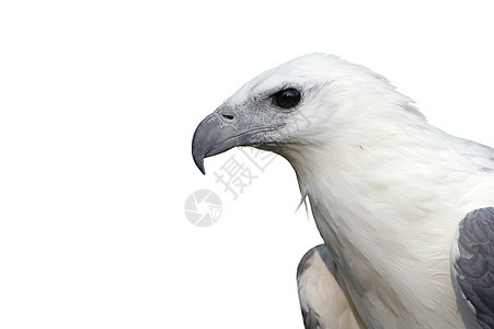 白蝴蝶海鹰荒野捕食者羽毛眼睛白色野生动物猎人棕色动物脖子图片