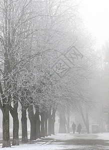 寒冬清晨 镇上起雾小路白色黑色树木街道图片
