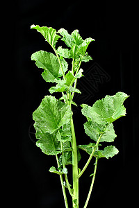 芥菜背景蔬菜芸苔营养绿色黑色食物草本植物树叶植物图片