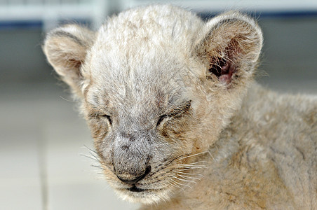 狮子小熊捕食者栖息地阳光动物观察者濒危异国猫科食肉动物园图片