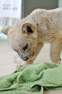 狮子小熊情调动物场地濒危男性捕食者荒野猫科食肉国王图片