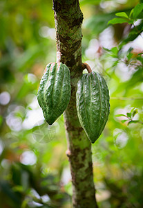 树上的可可豆异国叶子巧克力情调植物群生长食物水果植物热带图片