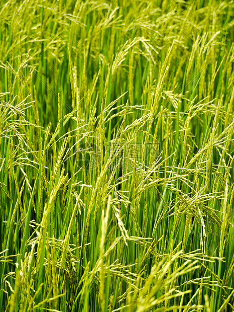 稻米田植物群白色收成场地树叶食物花园绿色农村农场图片