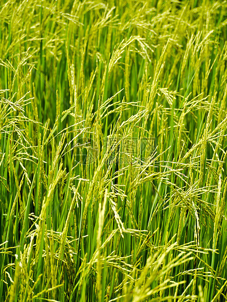稻米田植物群白色收成场地树叶食物花园绿色农村农场图片
