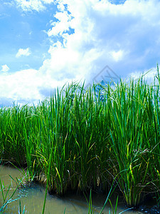 稻米田植物学农场收成黄色绿色农村植物群树叶花园食物图片