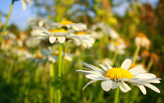 美丽的背景与白色花园的甘菊图片