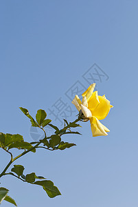 黄玫瑰礼物植物花园黄色玫瑰蓝色叶子天空图片