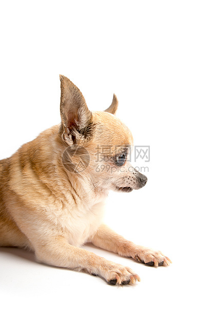 白背景孤立的可爱奇瓦瓦小狗白色耳朵图片