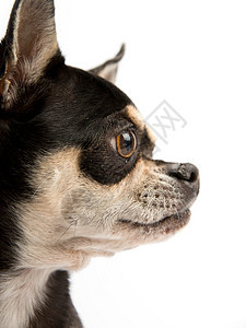 白背景孤立的可爱奇瓦瓦白色小狗耳朵图片