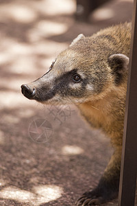 科阿提的鼻涕动物毛皮鼻子丛林野生动物昼夜森林棕色食肉浣熊图片
