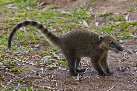 Coati在草地上行走鼻子浣熊荒野动物食肉野生动物昼夜丛林环尾毛皮图片