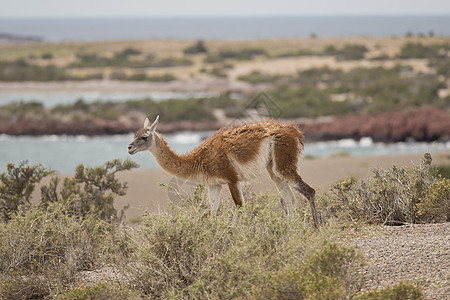 瓜阿纳科松饼野生动物骆驼动物荒野动物群哺乳动物食草图片