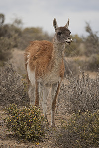 瓜阿纳科松饼荒野食草动物动物群骆驼哺乳动物野生动物图片