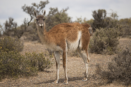 瓜阿纳科松饼动物哺乳动物骆驼食草野生动物动物群荒野图片