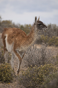 瓜阿纳科松饼动物群野生动物哺乳动物骆驼食草动物荒野图片
