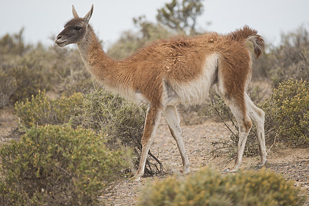 瓜阿纳科松饼动物食草哺乳动物野生动物动物群荒野骆驼图片