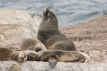 南美海狮苦参耳科荒野棕色海洋哺乳动物男性团体形目野生动物图片