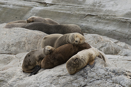 南美海狮睡眠苦参女性荒野团体形目哺乳动物男性动物海洋图片