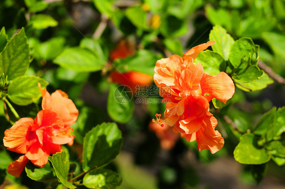 橘橙花花瓣热带橙子花卉植物群植物图片