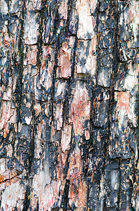 纹理树皮植物木头环境崎岖棕色树桩风化背景图片