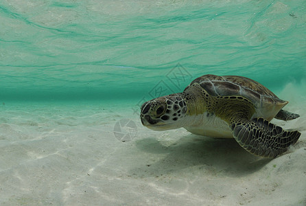 绿海龟潜水蓝色环境热带脚蹼海洋生物海上生活野生动物海洋动物图片
