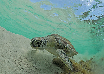 绿海龟热带脚蹼蓝色海上生活环境潜水动物野生动物海洋生物海洋图片