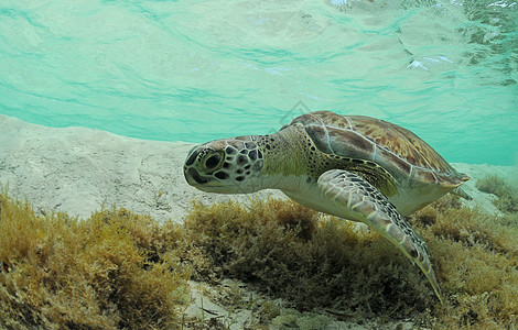 绿海龟海上生活爬虫海洋生物潜水珊瑚海洋脚蹼热带蓝色野生动物图片