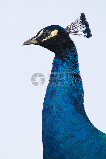 孔雀的男性肖像动物野生动物蓝色脖子彩虹图片